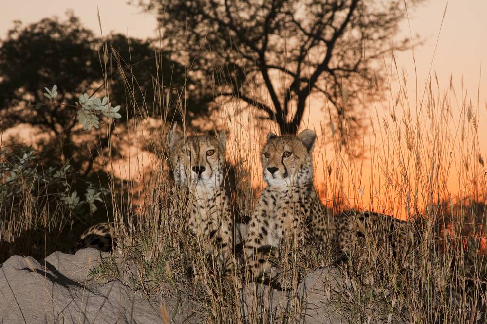 Sabi Sands, South Africa