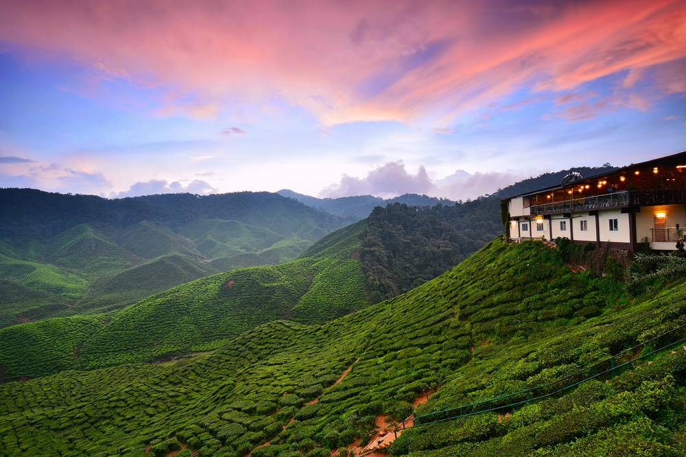 Cameron Highlands, Malaysia