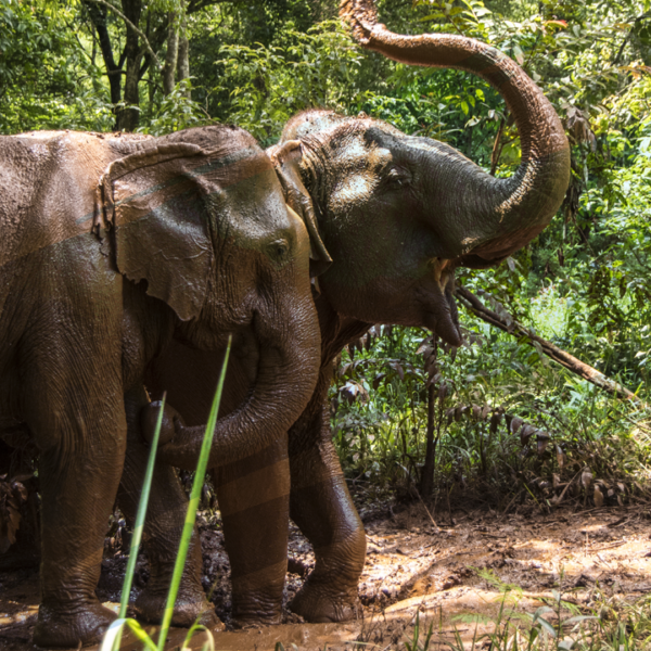 Eco-Friendly Activities in Cambodia: Best Things to Do for Sustainable Travellers