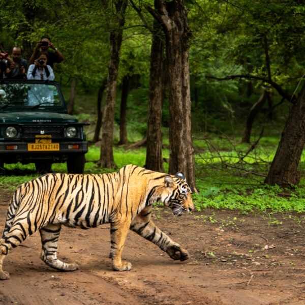 Ranthambore National Park, India