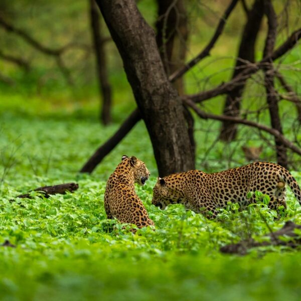Ranthambore National Park, India