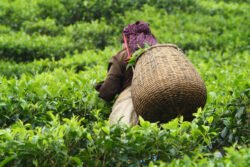 Classy Kerala: Tea Tasting, Waterfalls & a Private Houseboat