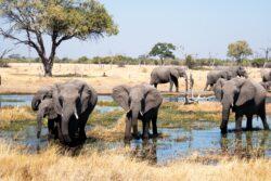 Herd of elephants on your South Africa safari and beach holiday 