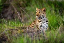 Unique Honeymoon Packages: Leopard in Okavango Delta