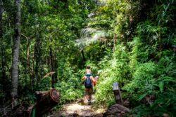 Family walking in a forest as a wellness retreat in Malaysia